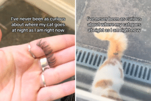 Mystery of Where Cat Has Been Goes Viral: ‘Serious Explaining to Do’