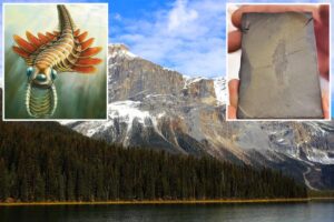 Paleontologists discover ‘moth-like’ predator ‘the size of your index finger’ that lived 506M years ago