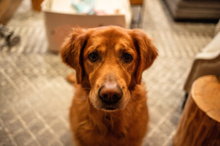 Golden Retriever ‘Beyond Betrayed’ By Owner, Hysterics Over His Reaction