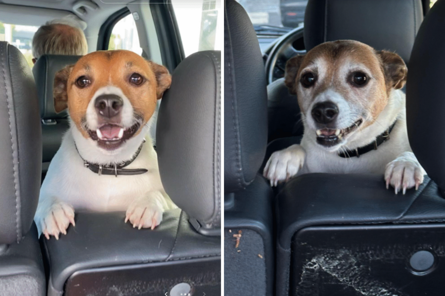 Woman Takes Photo of Dog During Every Visit—Makes Heartbreaking Realization