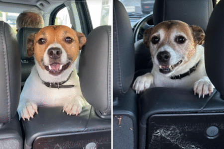 Woman Takes Photo of Dog During Every Visit—Makes Heartbreaking Realization