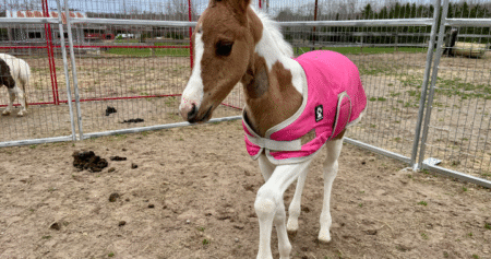 Horse with cognitive disorder defies odds thanks to generosity of strangers