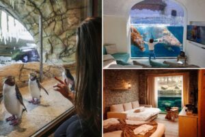Guests are paying to sleep at the ‘best zoo in Europe’ so they can wake up alongside bears, wolves and penguins