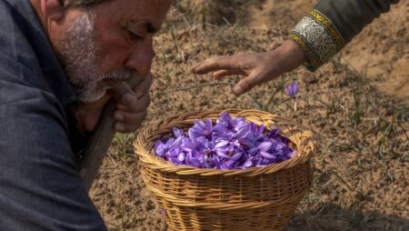 Kashmir’s farmers revive saffron cultivation indoors as climate change hits