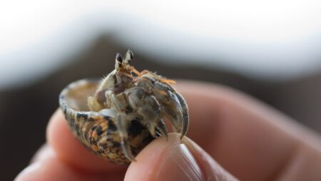 Three arrested in Japan over suitcases stuffed with hermit crabs