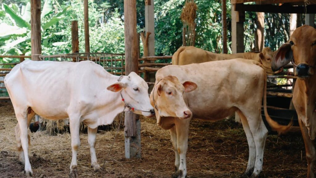 Thailand reports first anthrax death in decades, hundreds potentially exposed 