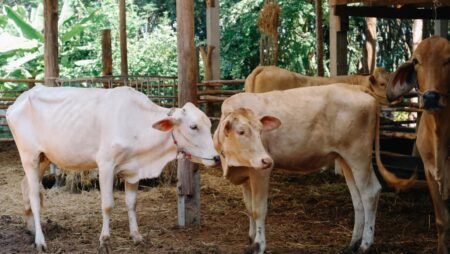 Thailand reports first anthrax death in decades, hundreds potentially exposed 