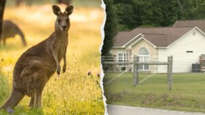 Man found dead in kangaroo, wallaby enclosure reportedly had ‘history’ of playing rough with animal