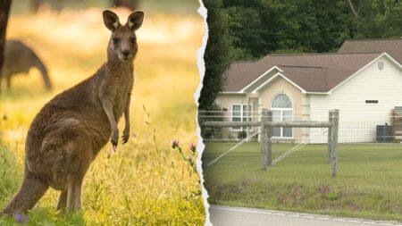 Man found dead in kangaroo, wallaby enclosure reportedly had ‘history’ of playing rough with animal