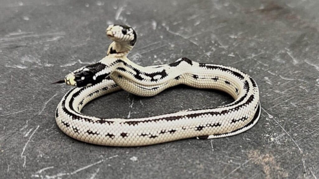 Meet Angel/Zeke, a Rare 2-Headed Snake Surviving Against the Odds