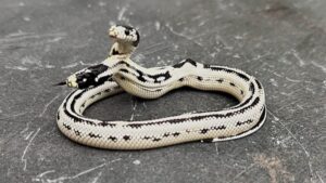 Meet Angel/Zeke, a Rare 2-Headed Snake Surviving Against the Odds