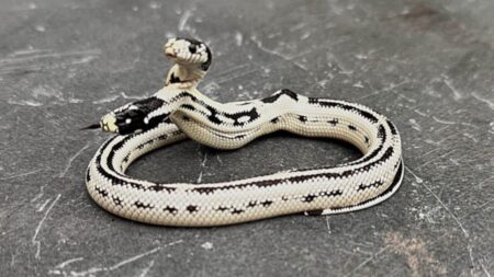 Meet Angel/Zeke, a Rare 2-Headed Snake Surviving Against the Odds