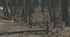 Manitoba residents, cottagers assess wildfire damage in Lac du Bonnet
