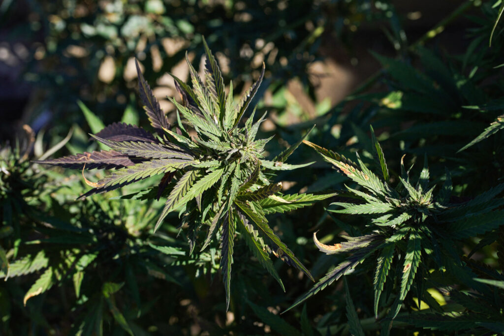 Weed Recall in One State Over Fungus That Can Be Life Threatening