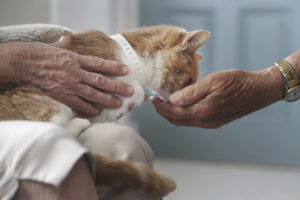 Cat Escapes Vet, Then Days Later Returns Home Three Miles Away