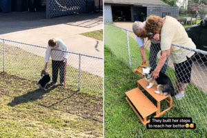 Neighbors Come Up With Adorable Solution to Pet Corgi Over The Fence
