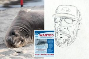 Gap-toothed lunatic wanted for repeatedly stabbing baby elephant seal on Oregon beach