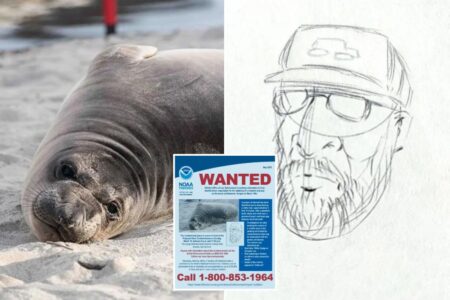 Gap-toothed lunatic wanted for repeatedly stabbing baby elephant seal on Oregon beach