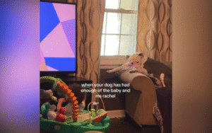 Laughter At Tired Dog’s Reaction To Noisy Toddler: ‘Is It Nap Time Yet?’
