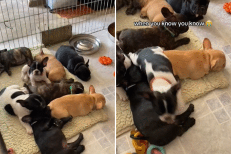 Hearts Melt at How Puppy Picked Owners: ‘When You Know You Know’