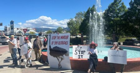 Support grows for B.C. ostriches facing cull after federal court upholds order