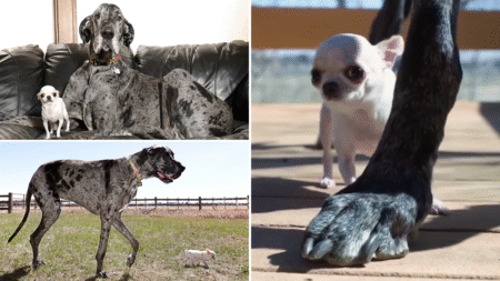 World’s tallest, shortest dogs meet for precious playdate caught on camera