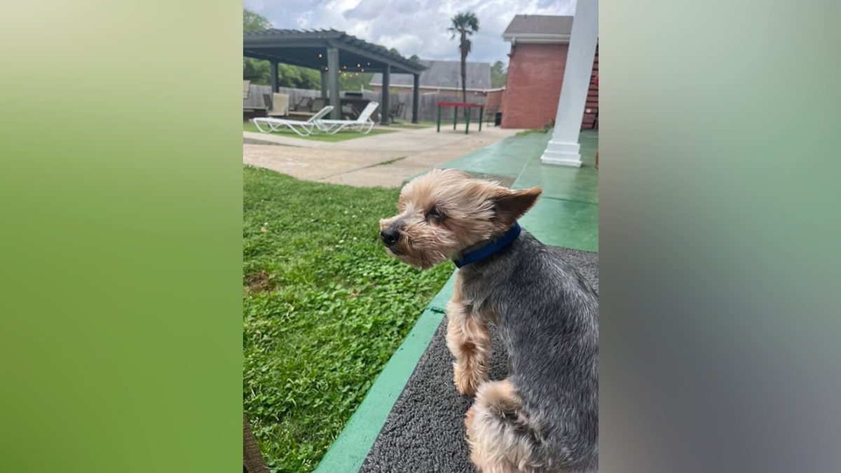 Yorkshire Terrier Kingston sits on a porch at a fraternity house, looking into the distance with the wind blowing his fur