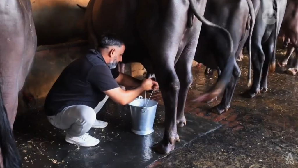 Why India’s farmers are worried about US push to export dairy, grain products