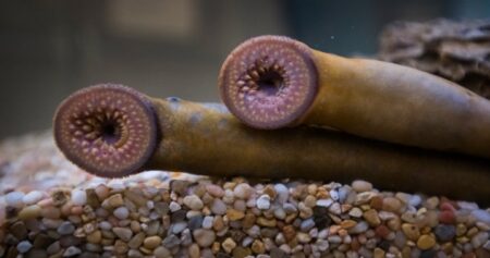 Efforts to limit population of invasive ‘vampire fish’ in Canada’s Great Lakes underway