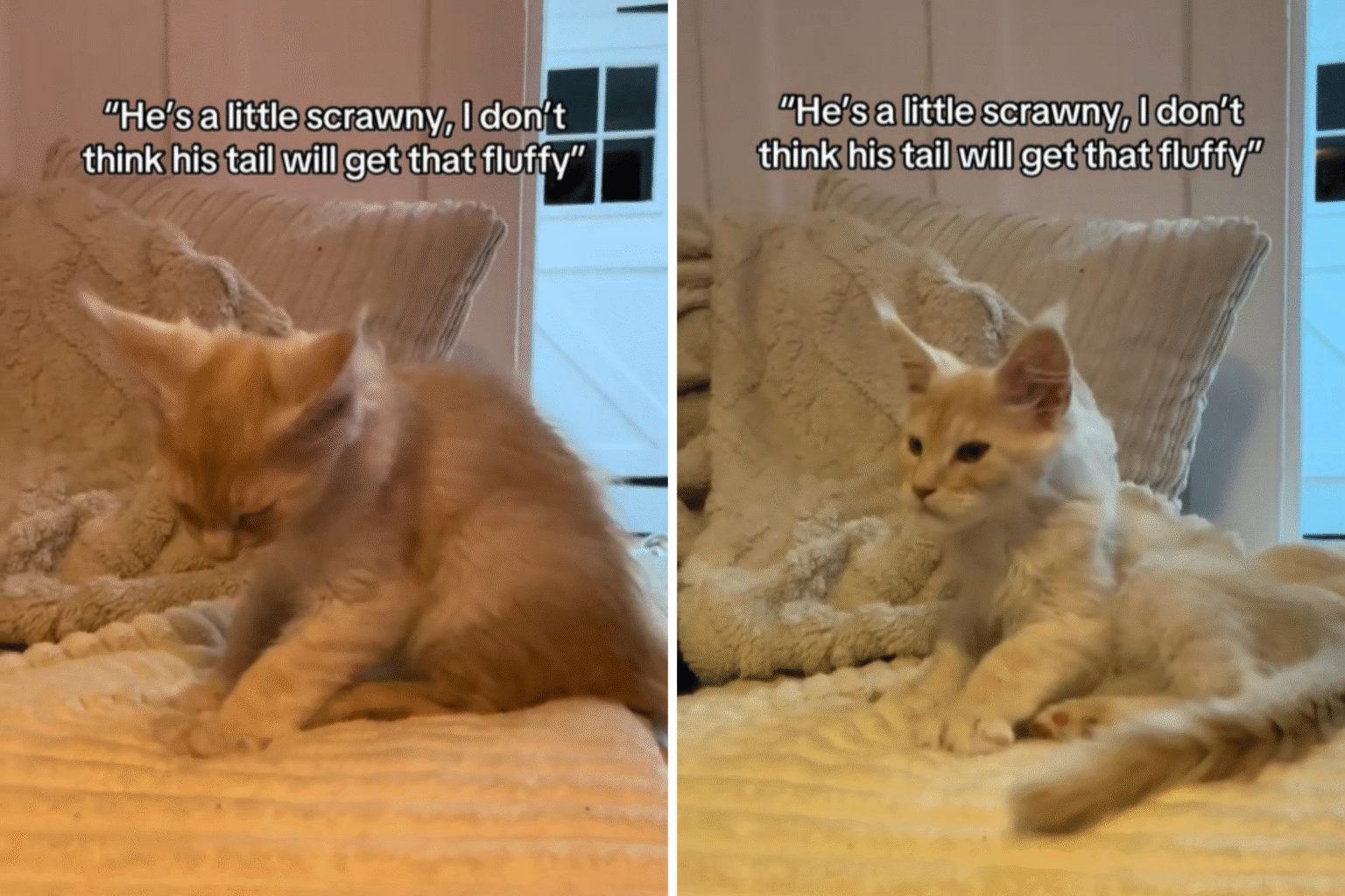 Owner Adopts Kitten, Can’t Believe What Happens to Tail 10 Months Later