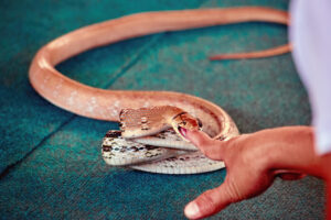 Man Injects Snake Venom 856 Times To Create ‘Universal Antivenom’