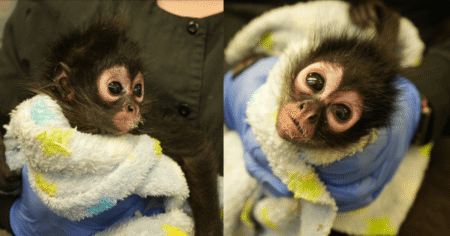 Baby Spider Monkey Rescued During Drug Bust