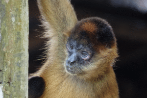 Monkey Enters Villa in Cancun, Internet Obsessed With Entrance: ‘He Ate’