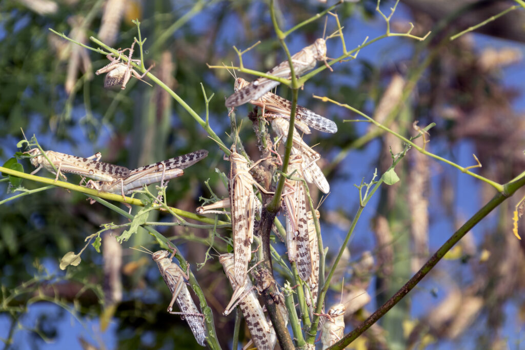 These Hungry Animals Eat Their First Meal Before Birth