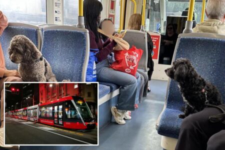 Viral photo of dogs on public transit sparks debate: ‘People need to respect public spaces’