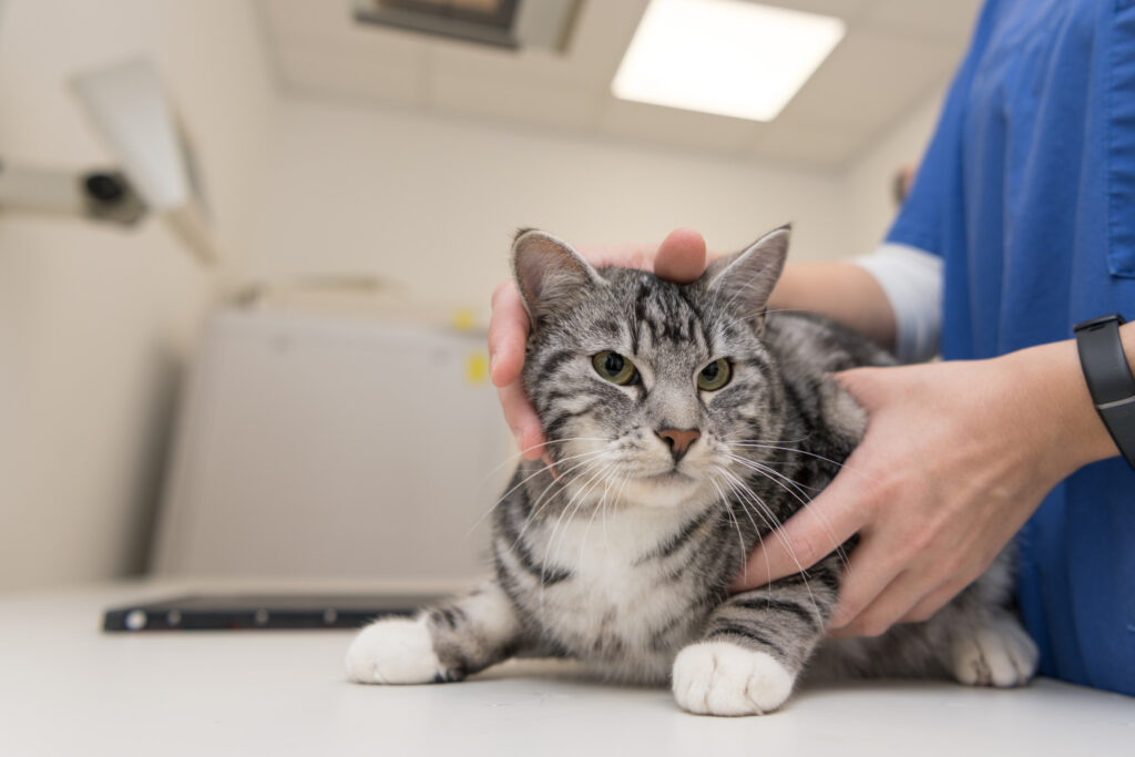Where Cat Decides To Sit in Vets Leaves Internet in Stitches: ‘Great Idea’