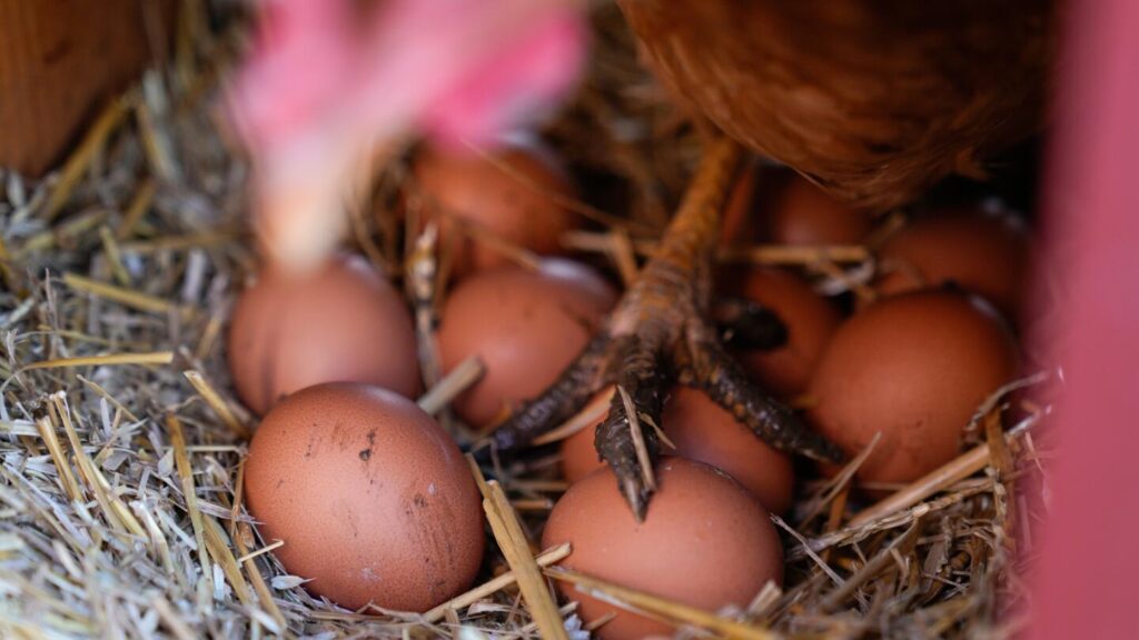 Eggs are less likely to crack when dropped on their side, according to science