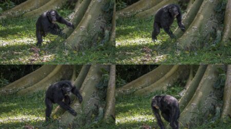 Chimpanzees drum with regular rhythm when they beat on tree trunks