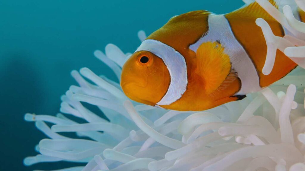 Clownfish shrink their bodies to survive ocean heat waves