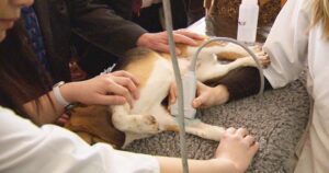 Saskatchewan veterinarians are drowning in appointments