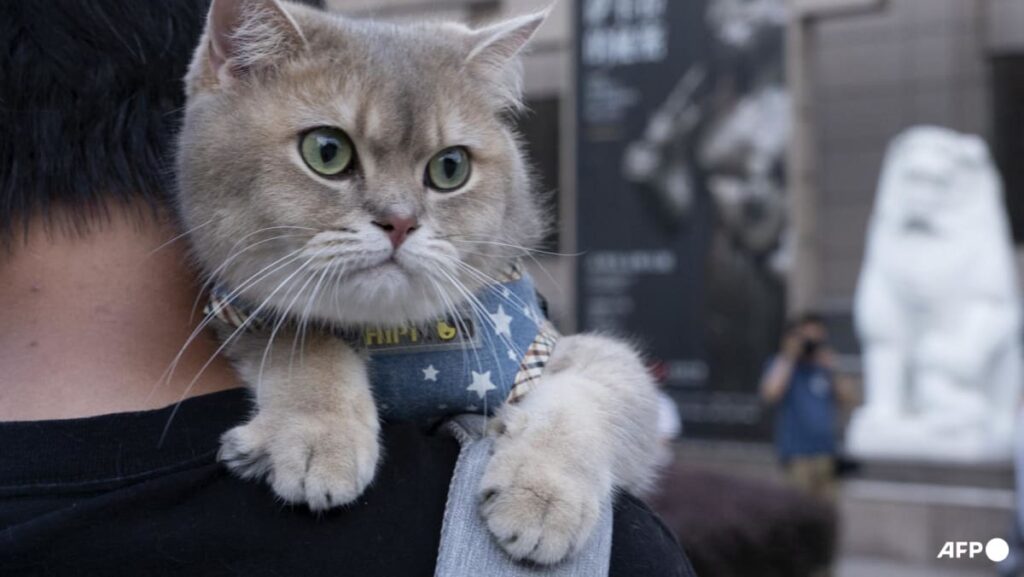 Fur-st of its kind: China debuts pet degree as booming industry faces talent crunch