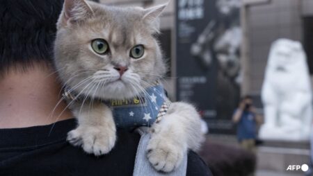 Fur-st of its kind: China debuts pet degree as booming industry faces talent crunch
