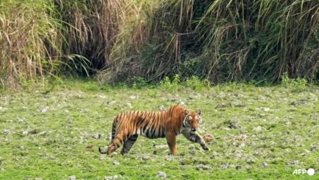 India investigates ‘unnatural’ death of five tigers