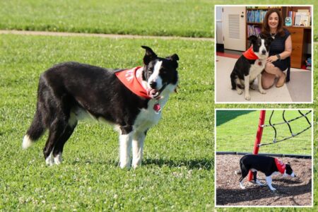 Long Island school recruits adorable ‘celebrity’ dog to fight goose poop epidemic: ‘It’s a real problem’