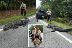 400-pound monster alligator named Pepe ‘detained’ for ‘being a dinosaur without proper papers’ in NC