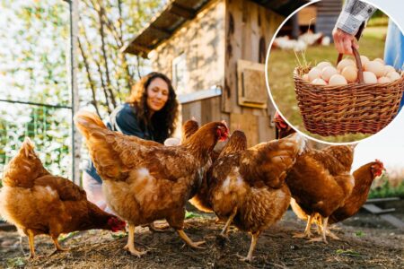 More Americans build chicken coops at home to save on eggs — here’s what experts want you to know
