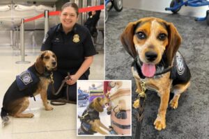 Egyptian man who kicked CBP beagle ‘off the ground’ deported after dog sniffed out 100 lbs of illegal food at DC airport