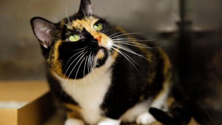 MEPs back mandatory microchipping of all cats and dogs in the EU