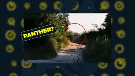 Fact-checking claims about the ‘panther’ on the loose in Bulgaria