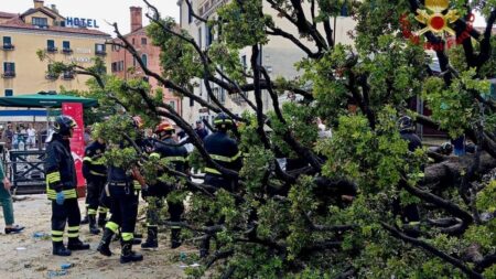 Multiple people injured after 50-year-old oak collapses in Venice